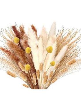 Pampas Grass Dried Dried Flowers Pampas Grass Decoration Nat