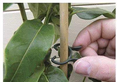 100Pcs Plant Gden Clips Vegetable Plant Vine Support Clips