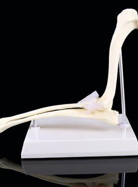 Dog Canine Elbow Joint Model Veterinary Teaching Research An