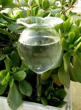 1 Shapes House Plants Flowers Water Feeder Automatic Self W