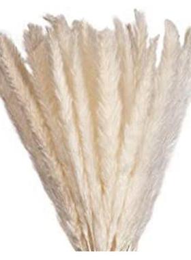 Elegant Dried Flowers With High-Quality Pampas Grass Decorat