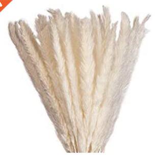 Elegant Dried Flowers With High-Quality Pampas Grass Decorat