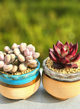 植物室内小盆栽好养含陶瓷盆