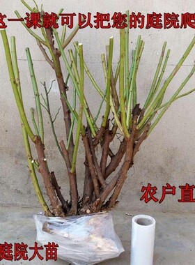 蔷薇花苗老桩蔷薇花爬藤无刺蔷薇藤本月季绿植盆栽庭院类花10年苗
