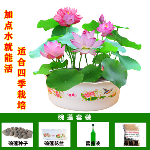 碗莲水培植物花卉室内花好养四季开花种子籽水养荷花盆栽客厅睡莲