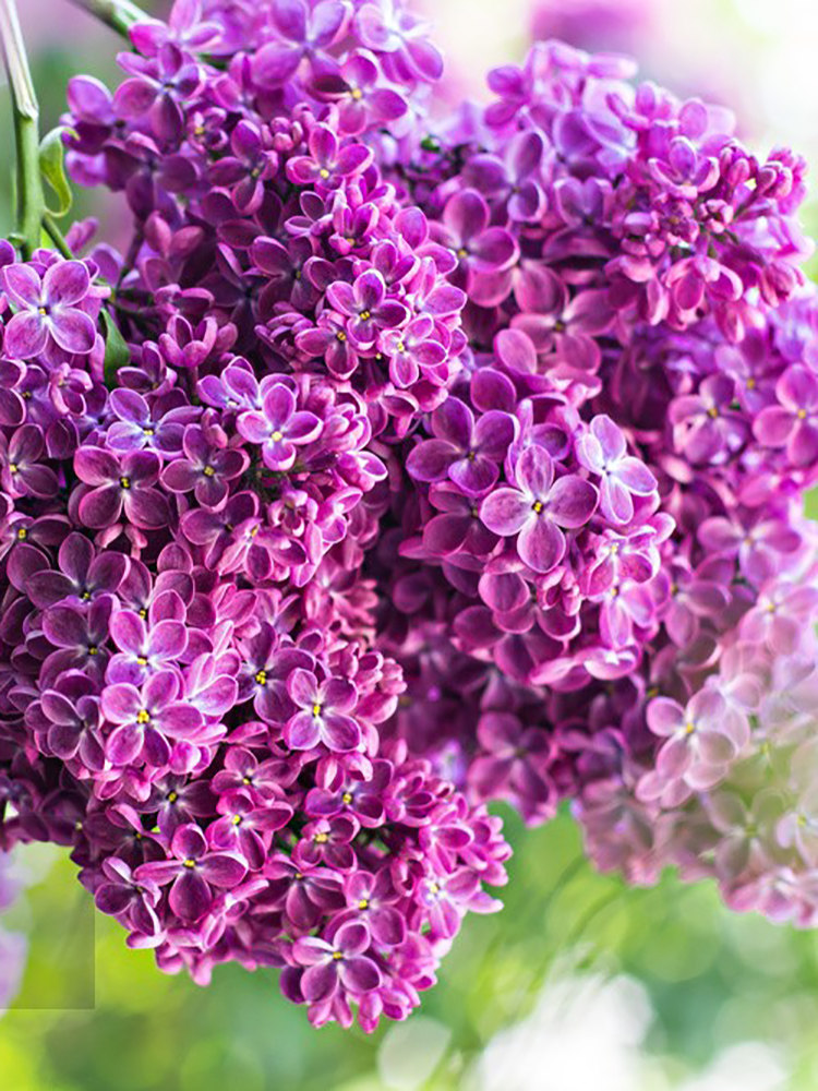 欧洲丁香花树苗浓香花卉盆栽室内