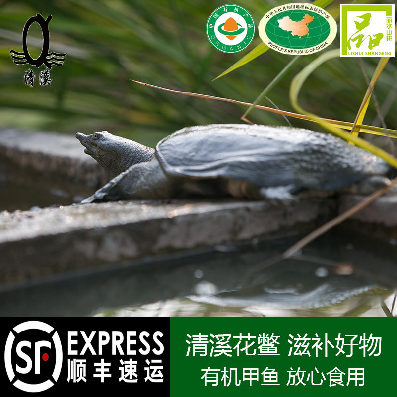 清溪花鳖野外放养4年甲鱼活体大甲鱼2-2.1斤鲜活团鱼水鱼王八老鳖|msdalam kategori daging perikanan/Buah-buahan segar dan sayur-sayuran/dimasak, makanan laut/produk akuatik/produk, Soka penyu - dari Buy2taobao.com untuk memberikan perkhidmatan ejen Taobao profesional membeli