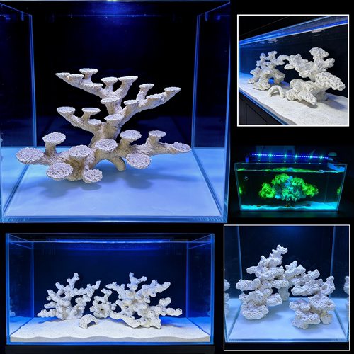 多孔高透水陶瓷基座海缸LPS软体珊瑚断枝座内置培菌鱼缸造景摆件