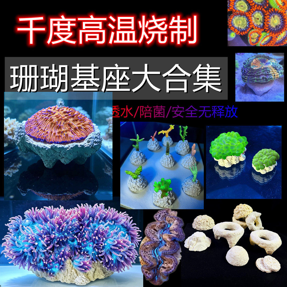 珊瑚固定加固高增基座半圆纽扣软体断枝底座繁殖海缸八字糖果脑