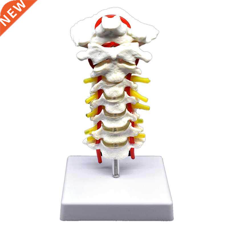 cervical vertebra arteria spine spinal nerves anatomical mod