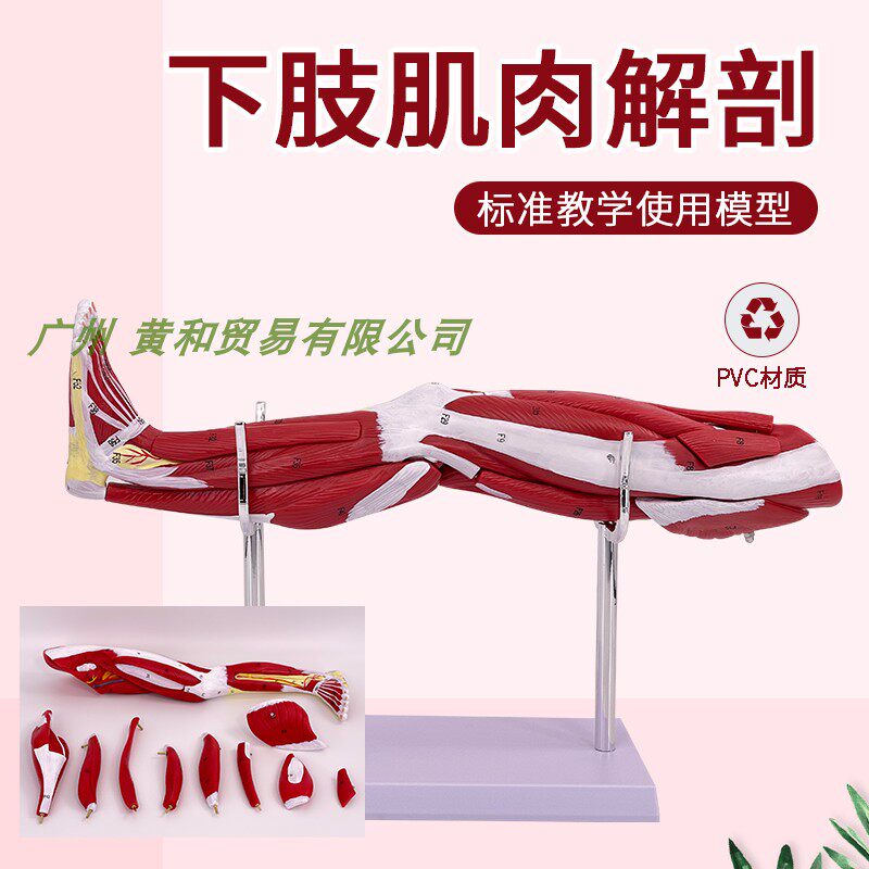 小型下肢肌肉血管神经黄和教具