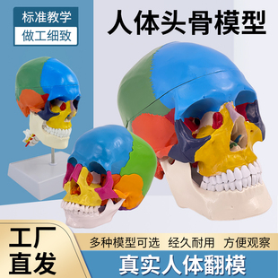 教学仿真1:1人体颅脑解剖模型附颈椎及脑动脉 彩色头骨色性分离