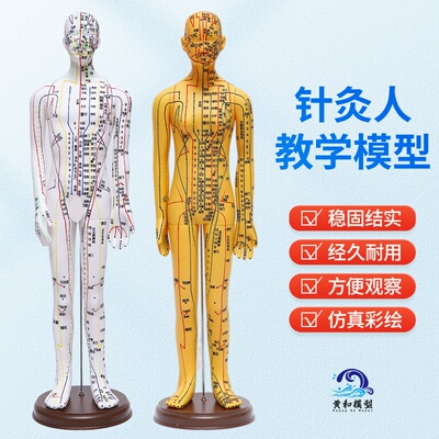 黄河模型针灸教学人体针灸