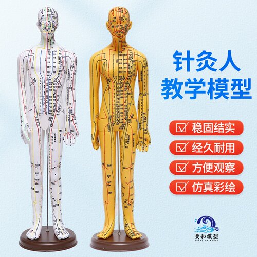 黄河模型针灸教学人体针灸