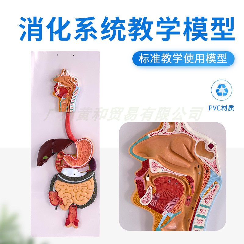 黄和模型人体消化系统教学
