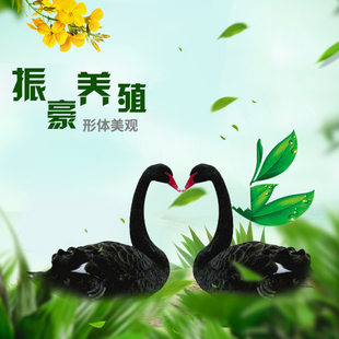 黑天鹅活苗天鹅幼苗成年黑天鹅活体观赏鸭活体黑天鹅种蛋养殖技术