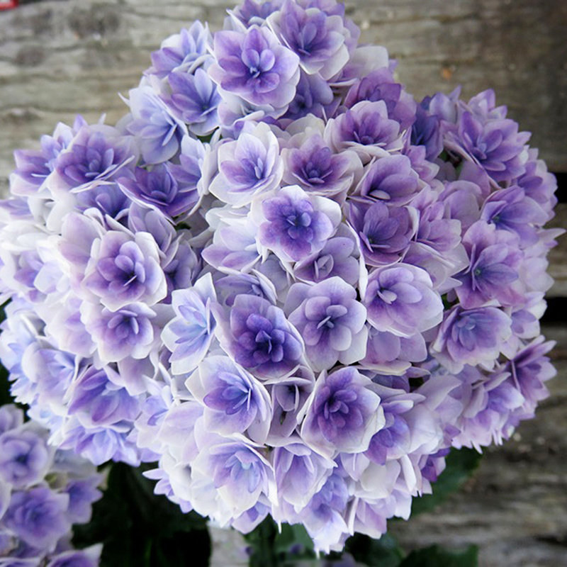 花都之韵 夏洛特 进口大花重瓣绣球花苗盆栽绿植庭院适合阳台