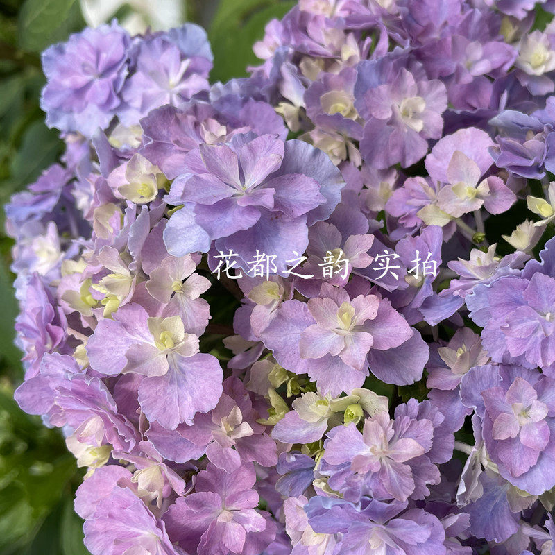 花都之韵 你我的银河进口大花重瓣绣球花苗盆栽绿植庭院新老枝