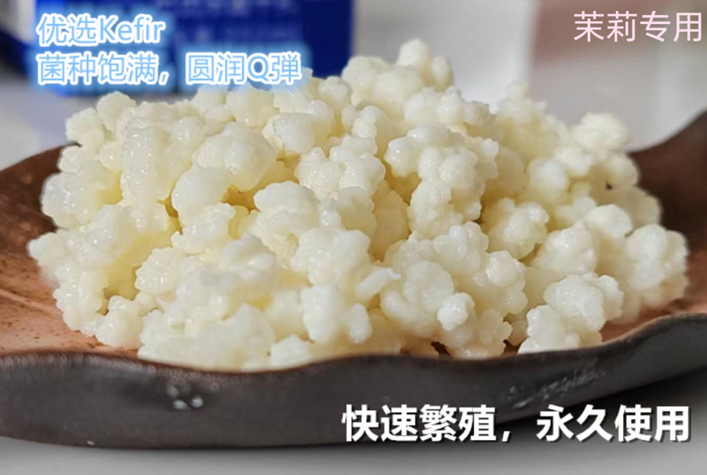 开菲尔kefir酸奶菌种进口菌种酸奶制作非雪莲菌发酵常温