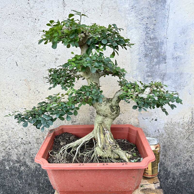 新品京山对节白蜡老桩盆景矮霸一物一拍大促