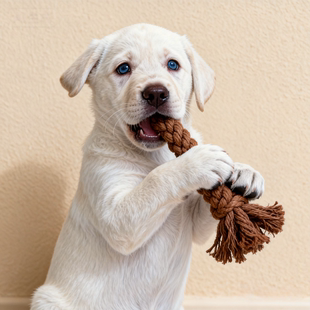 拉布拉多幼犬大骨架温顺大型犬白色好养聪明便宜家养看家家庭健康
