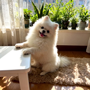 博美幼犬活体袖珍犬黄圆脸幼崽犬超小茶杯犬便宜球形长不大可爱狗