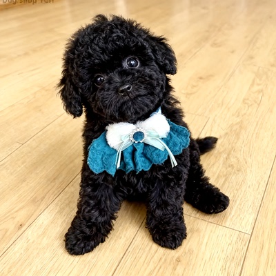 庭犬便宜长不大贵宾犬型活物