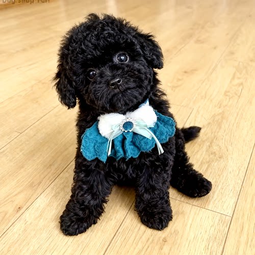 庭犬便宜长不大贵宾犬型活物