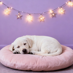 拉布拉多幼犬温顺聪明健康不掉毛黑色工作犬白色短毛真狗便宜听话