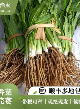 2斤顺丰带根可种大香菜芫荽刺芹