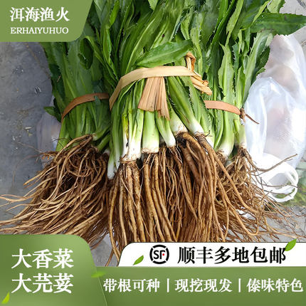 2斤_顺丰带根可种新鲜野生傣味大香菜叶芫荽苗老缅甸刺芹泰国云南