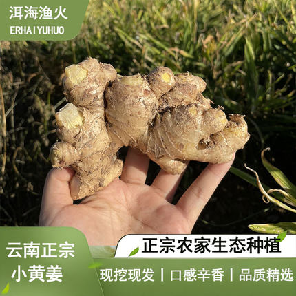 9斤正宗云南高山农家现挖新鲜小黄姜新老品种嫩切丝片小山种生姜