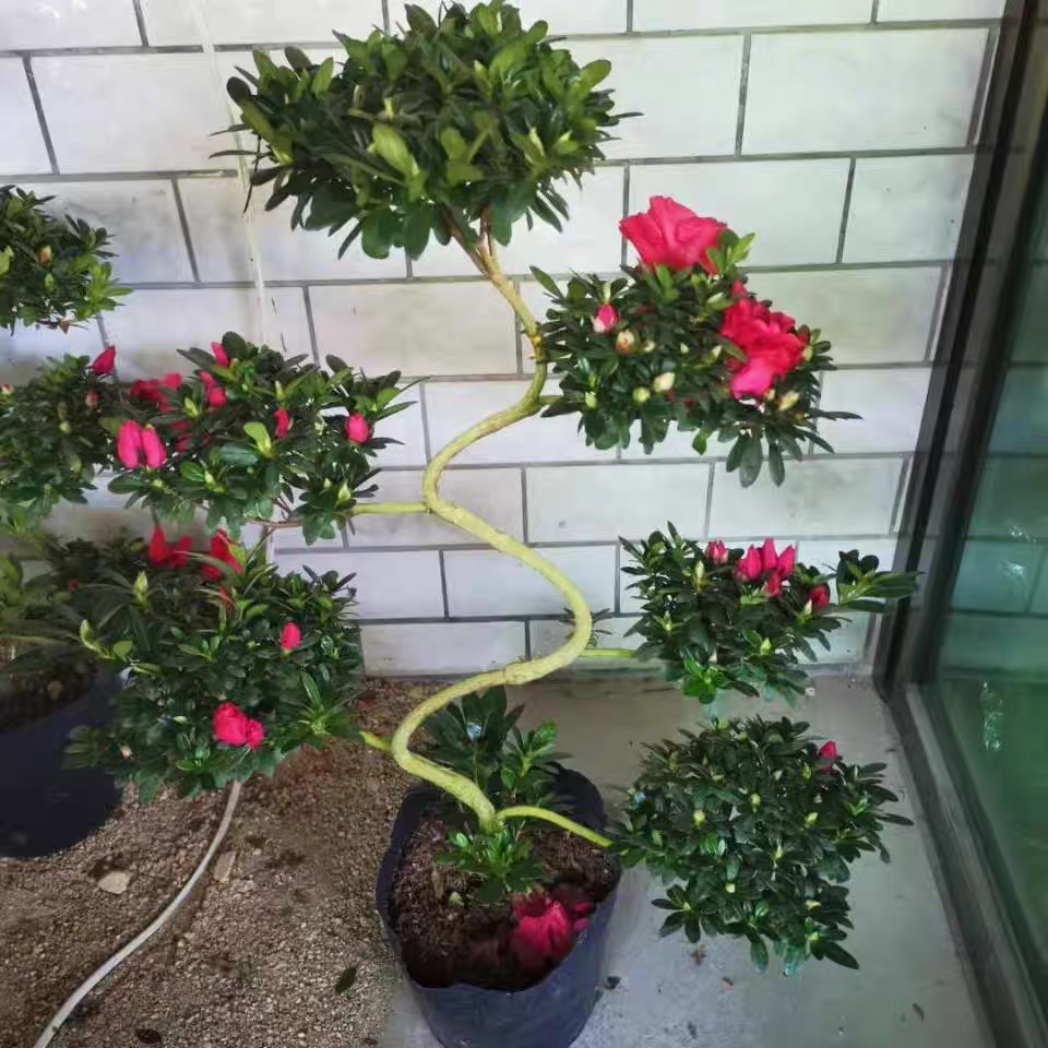比利时西洋鹃红色杨梅红重瓣六层游龙造型杜鹃花四季盆栽花卉绿植