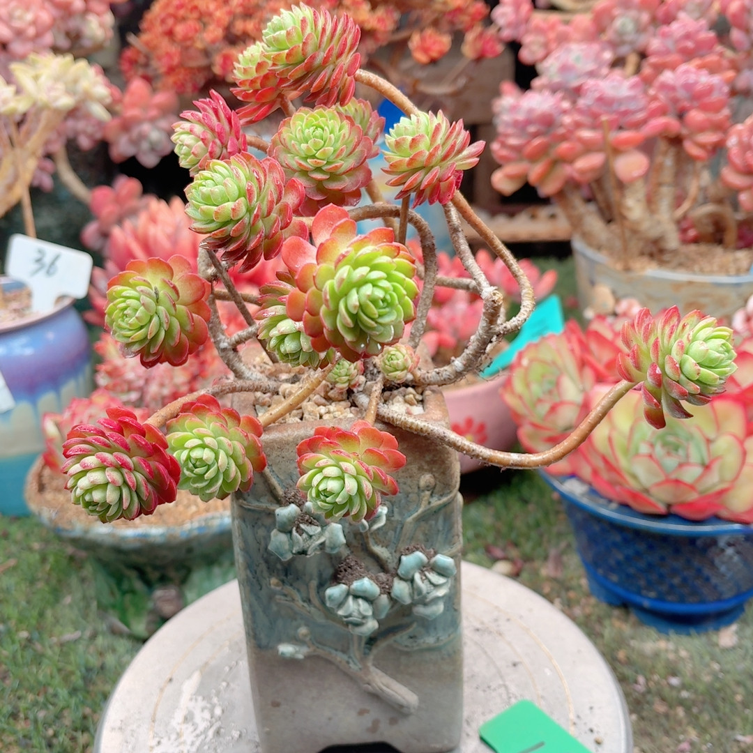 180薄沙,鲜花速递/花卉仿真/绿植园艺,多肉植物,淘宝优惠券,粉丝福利购,淘宝优惠卷