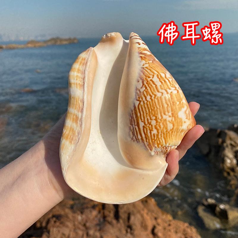 佛耳螺超大天然海螺贝壳多肉花盆鱼缸造景家居摆件海边纪念品收藏