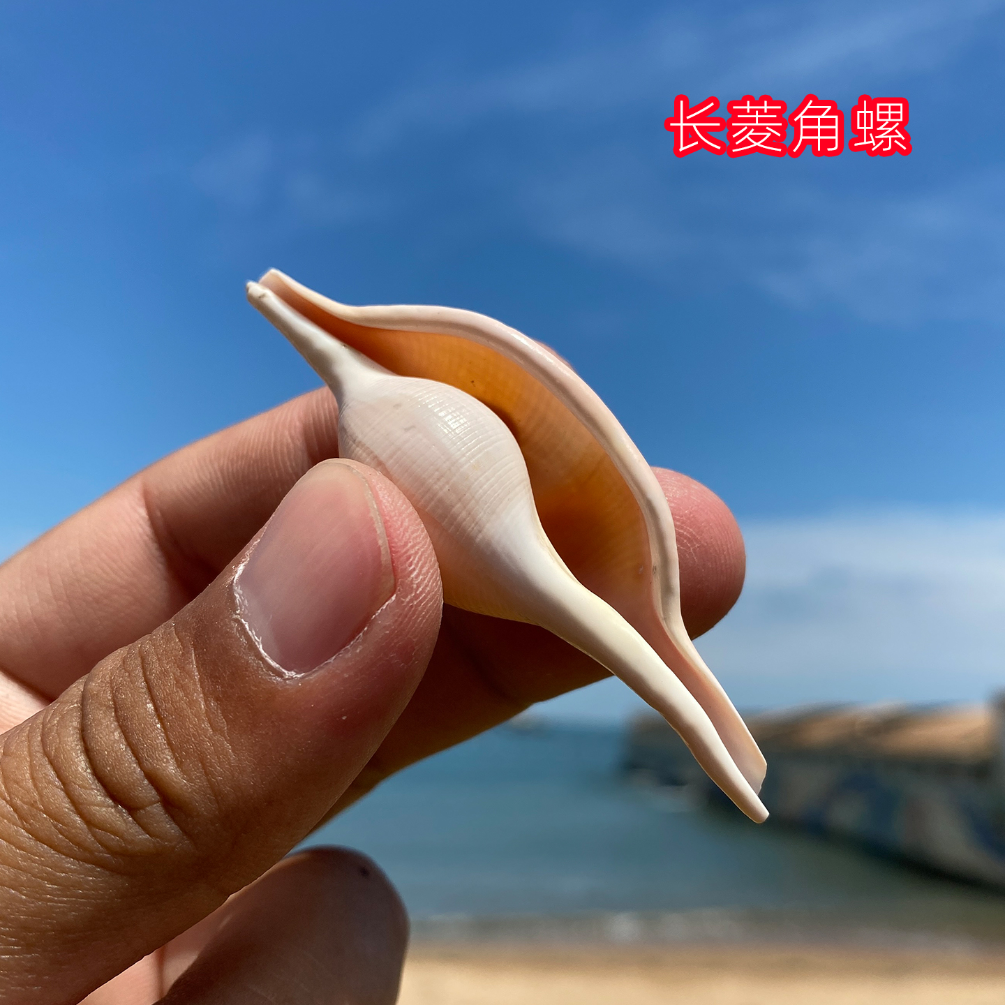 创意糖果螺水族造景装饰贝壳鱼缸