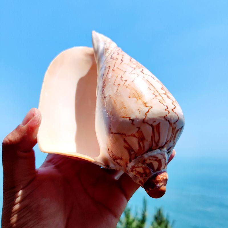 天然大山水螺风景乳头涡螺号海螺 贝壳家居摆件鱼缸造景青岛海螺