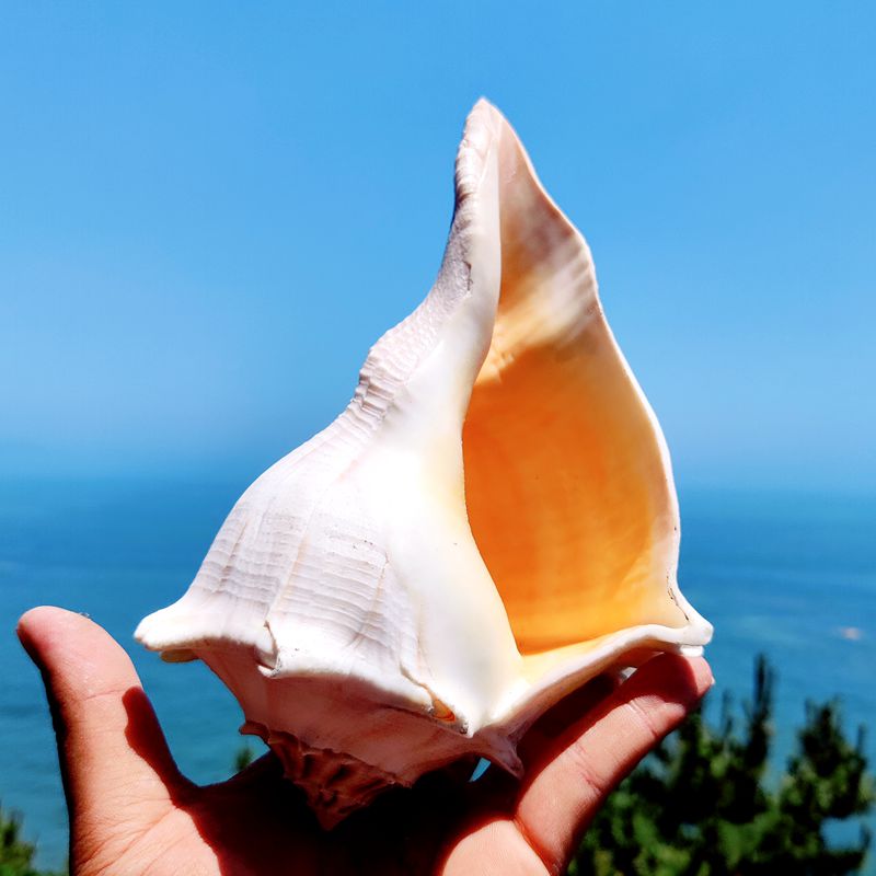 天然大海螺贝壳左旋海螺观音螺大号祭祀法器佛器稀有标本鱼缸