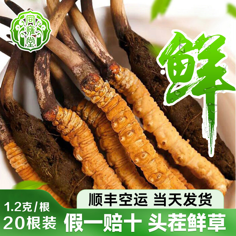 新鲜头茬虫草西藏品质现挖现发