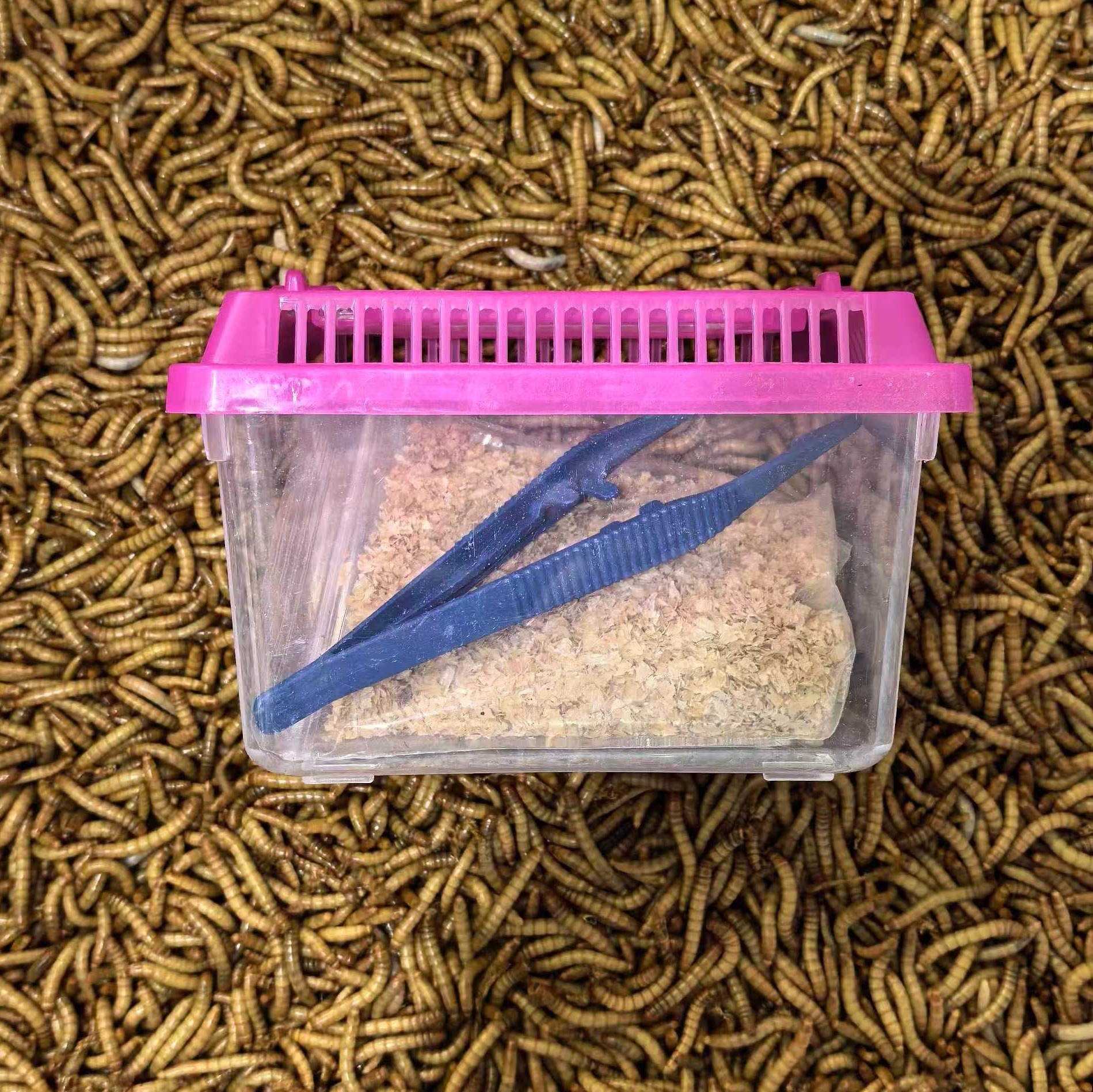 面包虫爬宠爬虫宠物活饵饲料