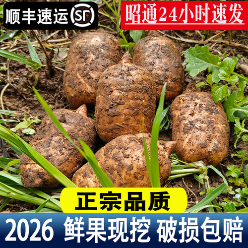 草伊颜云南昭通新鲜仿野生天麻
