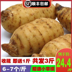 云南昭通新鲜天麻共3斤复原野生1500g小草坝现挖活生非干货草伊颜