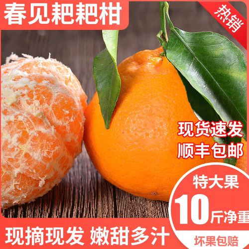 顺丰包邮四川嫩甜春见耙耙柑