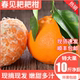 丑柑橘子 四川春见耙耙柑新鲜孕妇水果10斤特大杷杷柑应季 顺丰 包邮