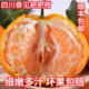 四川现摘粑粑柑正宗春见耙耙柑新鲜橘子水果应季 顺丰 包邮 杷杷柑