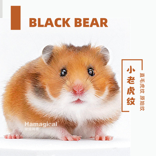 长毛金丝熊家养温顺原始虎纹金丝鼠健康活物包活好养不臭宠物仓鼠