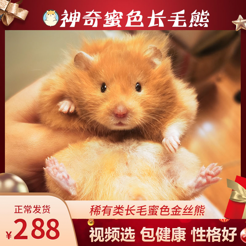 家养上手温顺面纹蜜色金丝熊长毛西施仓鼠小宠物活物健康包活免邮