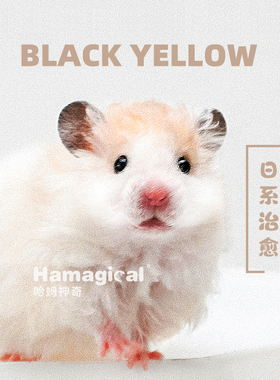 卷毛熊家养健康可爱上手温顺长毛黄波利纹金丝熊西施熊稀有类亲人