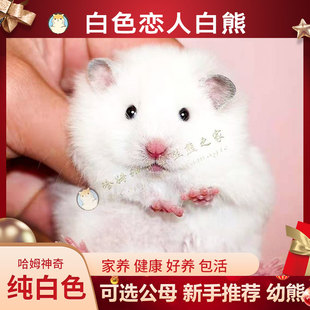 长毛金丝熊家养温顺小白熊金丝鼠健康活物健康好养不臭小宠物仓鼠