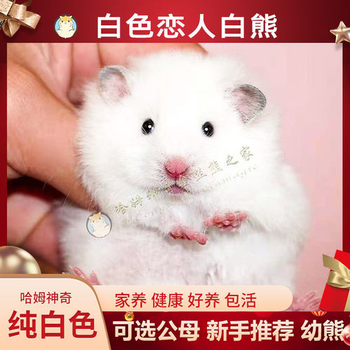 雪白象牙长毛白熊金丝熊